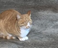 トンヨン中央伝統市場で新鮮お刺身 素敵なジャグジー付き宿 バーベキューディナー – トンヨン旅行②