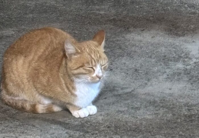 トンヨン中央伝統市場で新鮮お刺身 素敵なジャグジー付き宿 バーベキューディナー – トンヨン旅行②