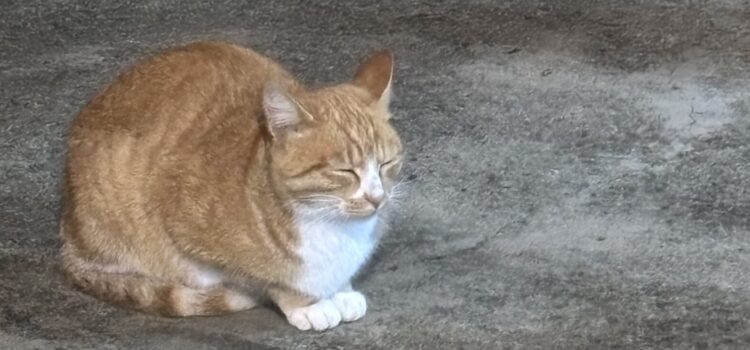 トンヨン中央伝統市場で新鮮お刺身 素敵なジャグジー付き宿 バーベキューディナー – トンヨン旅行②